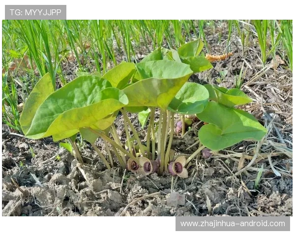 姜藤的药用价值与现代研究进展：从传统草药到科学应用的转变